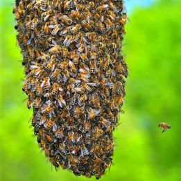 een zwerm met honingbijen